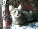 Lila - News Cat