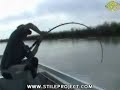 Giant Fish Giant Fish