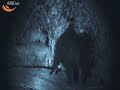 Leopard vs Bear. Leopard owns bear.