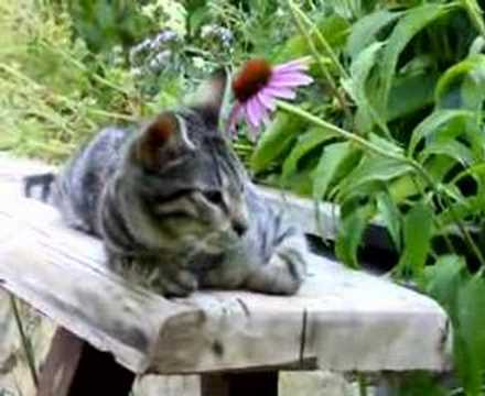 gato echinaceo