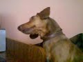 Funny Dog