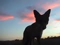 YouTube - Fox attack