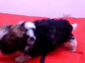 videos de Shih Tzu Hembra Cov REF:150