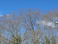 Canon A 720 Is Test