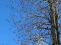 Canon A 720 Is Test