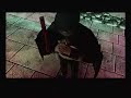 Devil Summoner PS2 Raidou speaks