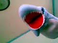 SHARKY AND THE GANG!! SHARKY AND THE GANG!!