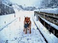 柴犬動画