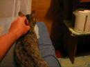 Videos of Tiger Lily the cat on Aitutaki island