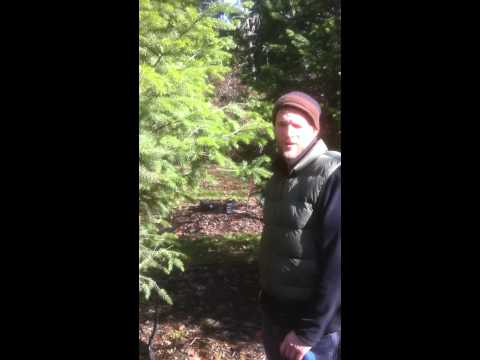 how to grow douglas fir