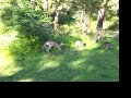 Kennedy Australia Eaglereach, Kangaroo Hopping