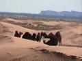 Moroccan-camels-havi