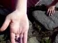 Eatting Mysterious Berries