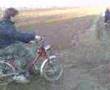 Dallos in action