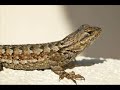 hybrid animals