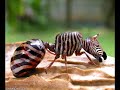 Hybrid-Animals