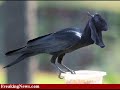 hybrid animals