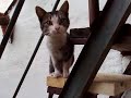 Motan ciudat Motan ciudat