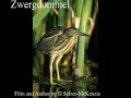 Zwergdommel Tiere Animals Natur SelMcKenzie Selzer-McKenzie