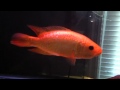 Xanthic Parachromis Managuensis pt 2