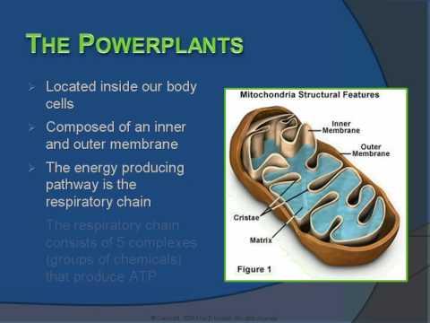 Mitochondrial Disease & Its Association with Autism