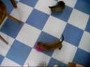 dogs playing