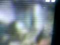videos de bird song