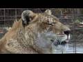LIGERS - They do exist!