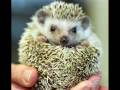hedgehog