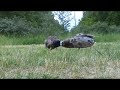 Killing Ducks
