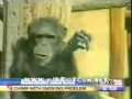 beruk hisap rokok.flv