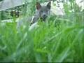 The Completed Cat Video of Baby. RIP.