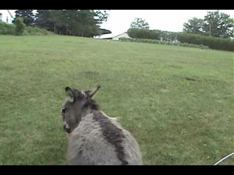 Donkey - Two friends having a good time. see this too: http://www.youtube.com/watch?v=0RQmZtEtR18.