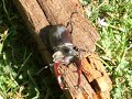 Stag-beetle