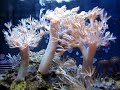 12g AQUAPOD W/ 10g DIY SUMP / REFUGIUM 12g AQUAPOD W/ 10g DIY SUMP / REFUGIUM