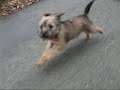 Border Terrier