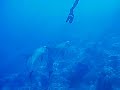 Dolphins Turks and Caicos
