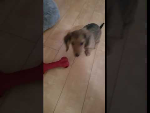 The Puppies Playing around the house