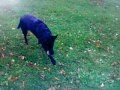 Dogs for Obama: Si se puede
