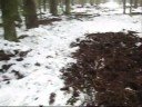 Tropem żubra - Białowieża 2007