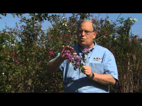 how to care crepe myrtle