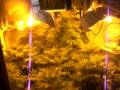 Grow Room Marijuana Part 2