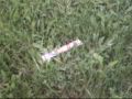 Gurt - Gogurt not in motion! Gurt - Gogurt not in motion!