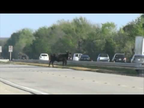 The Cow