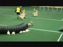 Agility Junior Championship 2007 in Belgien