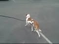 *ADOPTED* Shelley 4688042 Humane Society Colorado Adopt