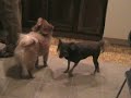 hungry puppies hungry puppies