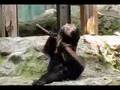 安佐動物公園 ツキノワグマ クラウド君 Kung Fu Bear