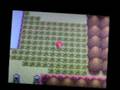 Part 2 - How to chain - How to get shinies on the pokeradar