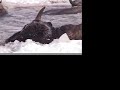 Livestock Department Drowns Yellowstone Buffalo